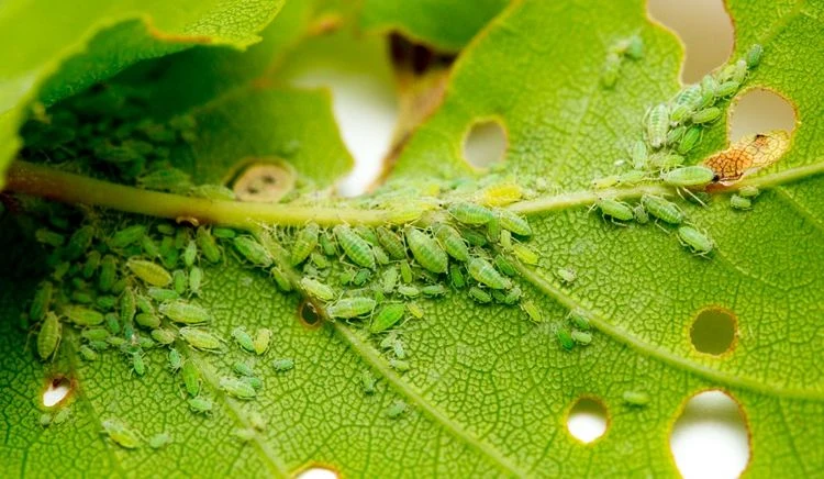 Wie kann man die Blattläuse mit Knoblauch bekämpfen?
