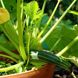 Wie kann man Zucchini im Topf pflanzen?