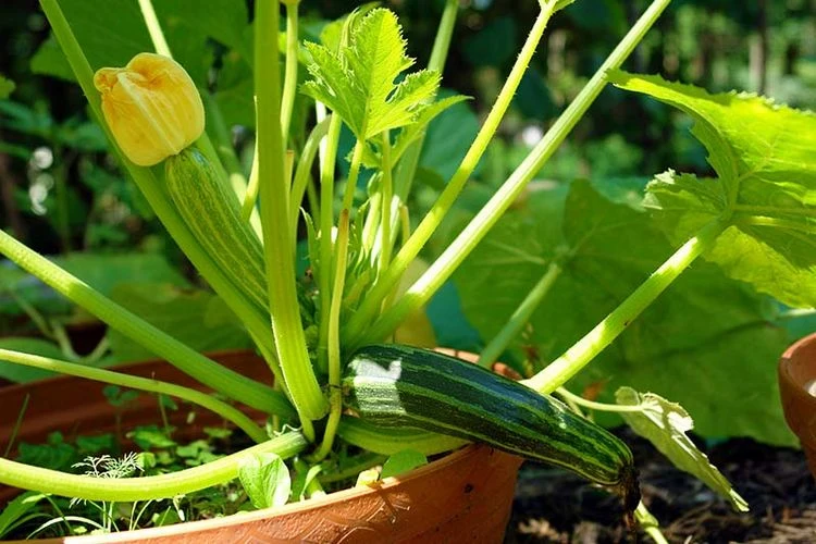 Wie kann man Zucchini im Topf pflanzen?