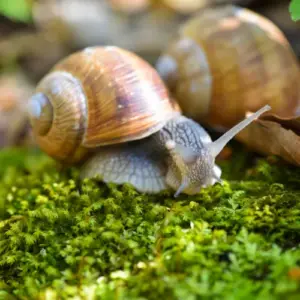 wie nacktschnecken vertreiben natürliche mittel gegen schnecken im garten