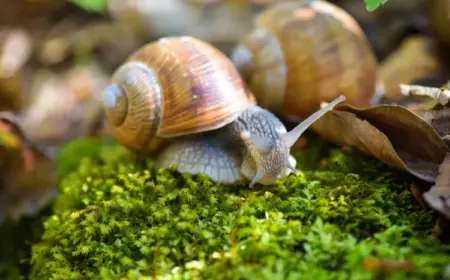 wie nacktschnecken vertreiben natürliche mittel gegen schnecken im garten