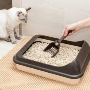 Wie oft soll man das Katzenklo reinigen?