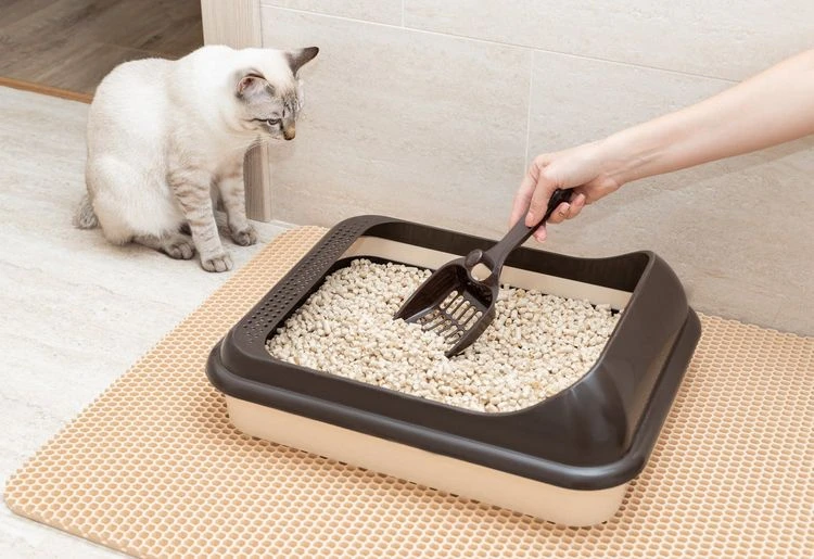 Wie oft soll man das Katzenklo reinigen?