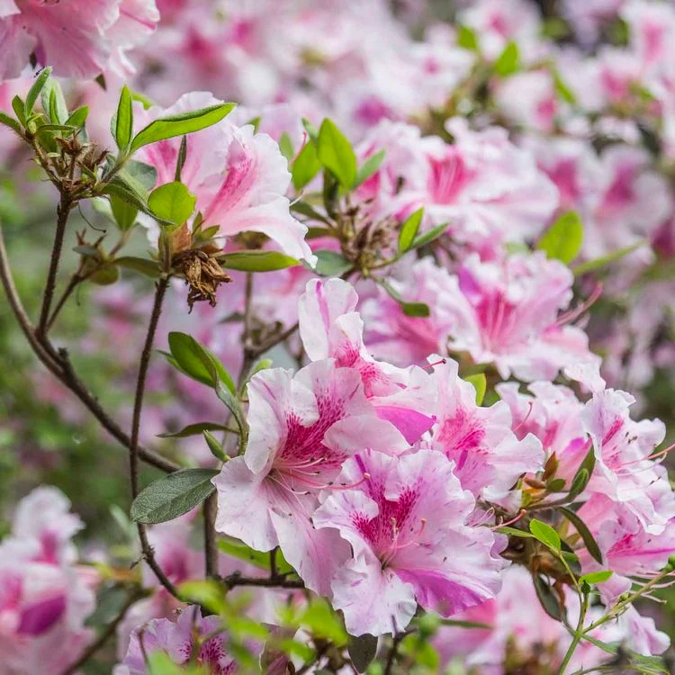 Wie oft soll man den Rhododendron düngen?