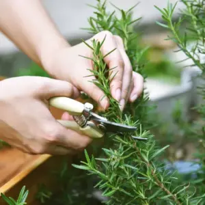 wie rosmarin schneiden tipps gartenarbeit april