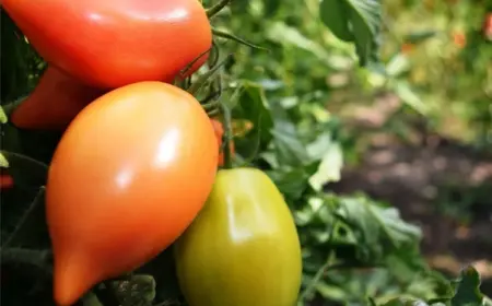 Wie werden selbst gezogene Tomaten süßer