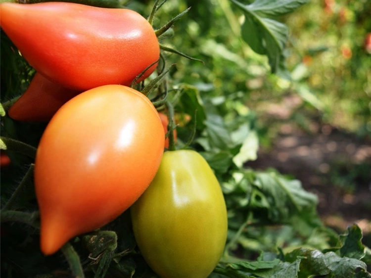 Wie werden selbst gezogene Tomaten süßer