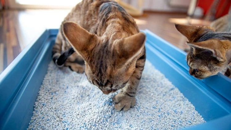 ¿Cuántas cajas de arena necesitas si tienes varios gatos?