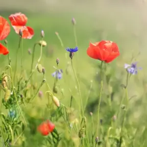 Wildblumenwiese statt Rasen anlegen mit Sommerblumen wie Mohn