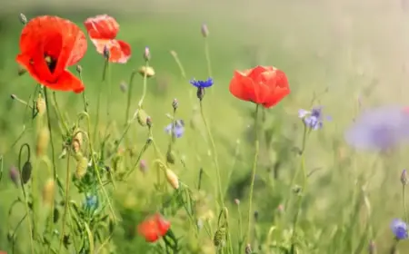 Wildblumenwiese statt Rasen anlegen mit Sommerblumen wie Mohn