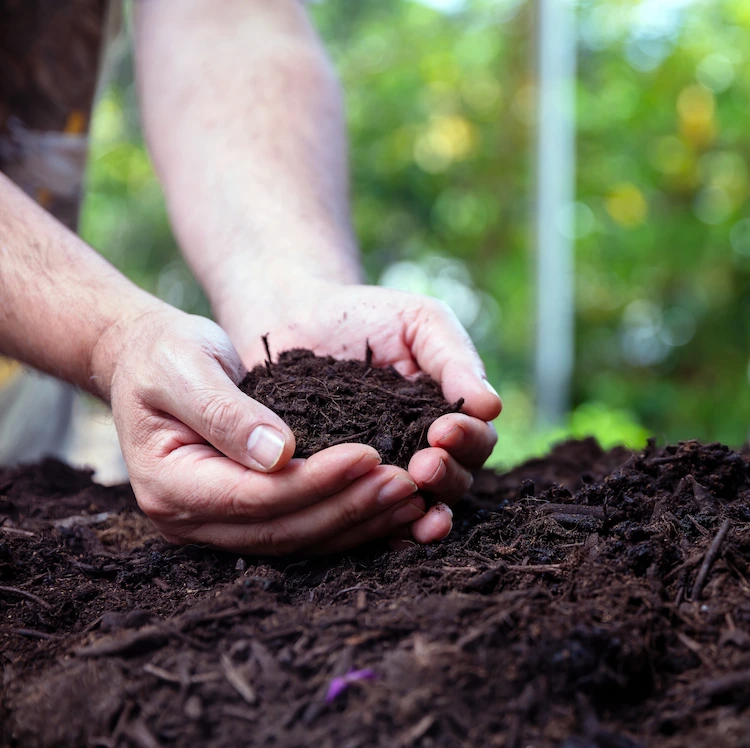 als erfahrener landwirt das richtige verhältnis an kompost im garten verteilen und boden verbessern