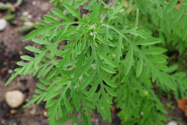 Ambrosie (Ambrosia artemisiifolia) - giftige Pflanzenarten im Garten