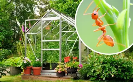 ameisen im gewächshaus vorbeugen loswerden