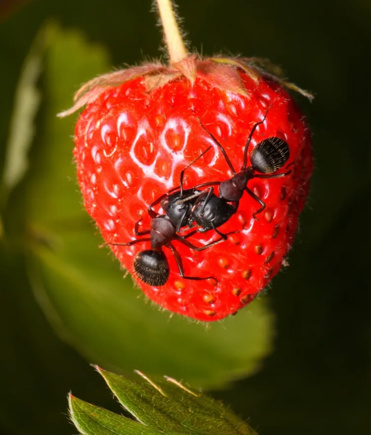 ameisenbefall bekämpfen hausmittel gegen ameisen an erdbeeren