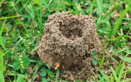 ameisenhaufen im rasen entfernen und die insekten vertreiben