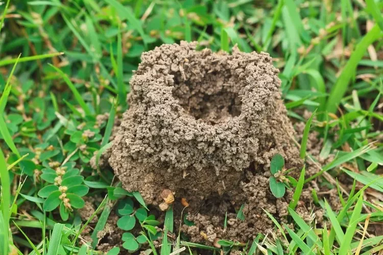 ameisenhaufen im rasen entfernen und die insekten vertreiben