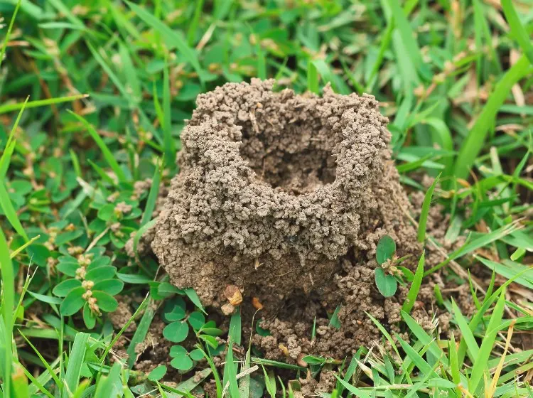 ameisenhaufen im rasen entfernen und die insekten vertreiben