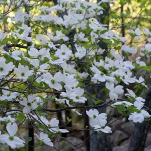 Amerikanischer Blumenhartriegel bietet eine einzigartige Schönheit mit seinen weißen Blüten