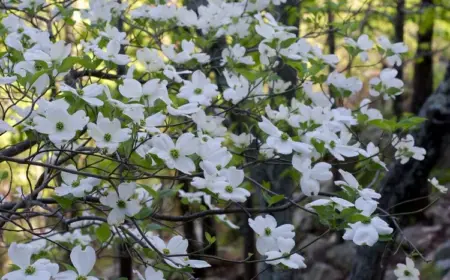 Amerikanischer Blumenhartriegel bietet eine einzigartige Schönheit mit seinen weißen Blüten