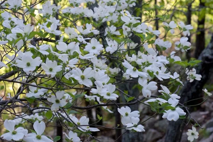 Amerikanischer Blumenhartriegel bietet eine einzigartige Schönheit mit seinen weißen Blüten