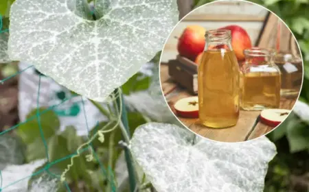 Apfelessig gegen Mehltau - Effektiv und erlaubt zur Bekämpfung oder nicht