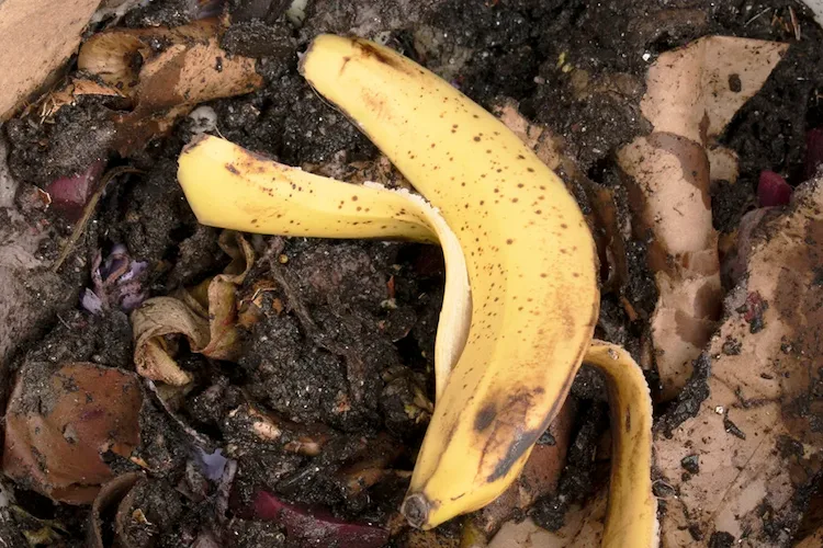 bananenschalen sind ein großartiger natürlicher dünger für ihre pflanzen