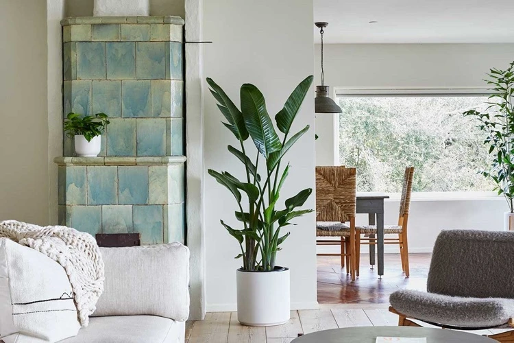 Baumstrelitzie nicolai ist eine exotische große Pflanze fürs Wohnzimmer