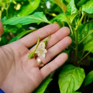Bei Paprika die Blüten entfernen oder nicht für eine reichere Ernte