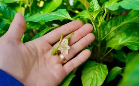 Bei Paprika die Blüten entfernen oder nicht für eine reichere Ernte
