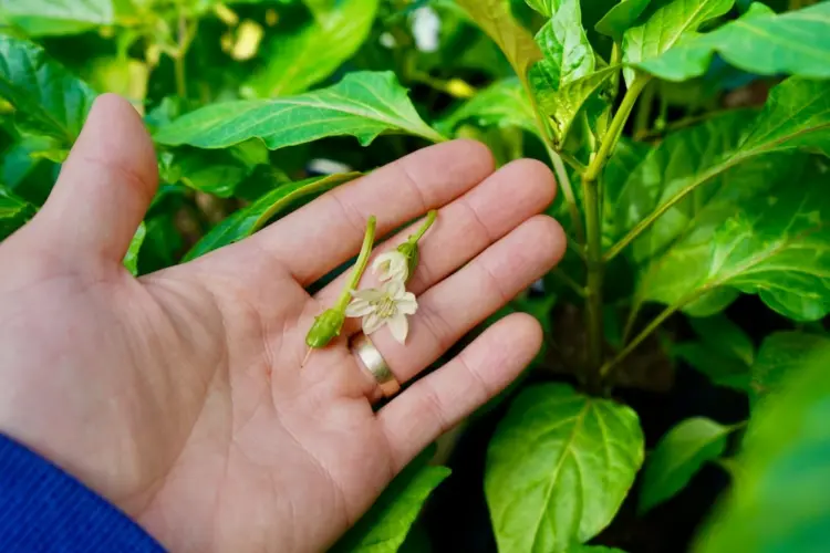 Bei Paprika die Blüten entfernen oder nicht für eine reichere Ernte