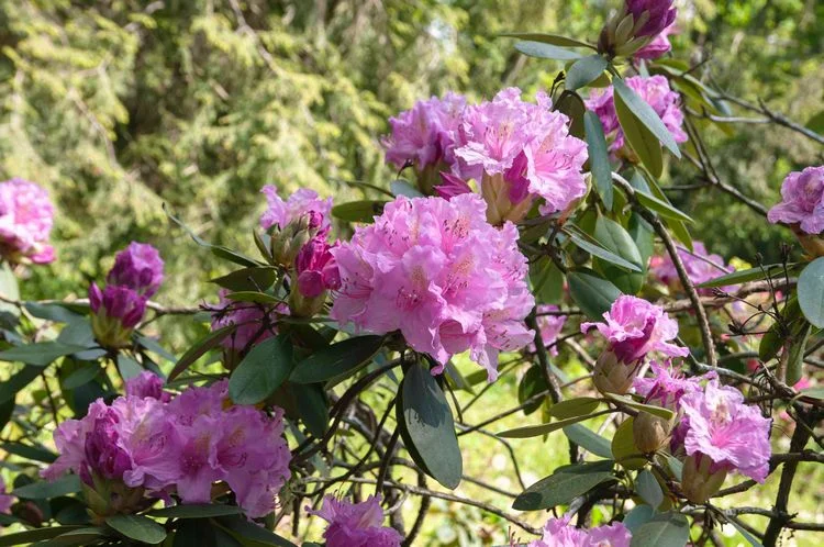 Beschneiden von Rhododendron im Frühjahr