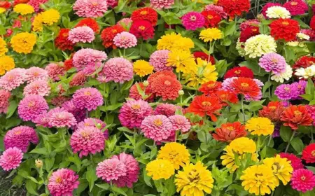 Bestäuberfreundliche Blumen für den Frühling - Zinnien