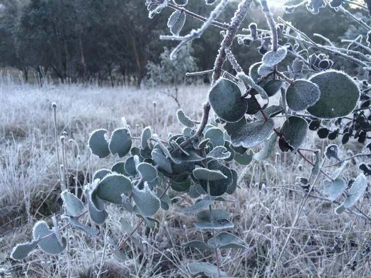bestimmte sorten von eukalyptus anpflanzen und eventuell vor frost schützen