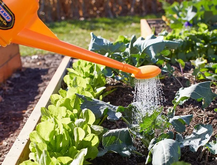 Bewässern Sie den Garten morgens, um den Schneckenbefall zu vermeiden
