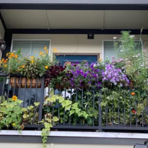 bienenblumen für balkonkasten diese 8 pflegeleichten pflanzen helfen bestäubern