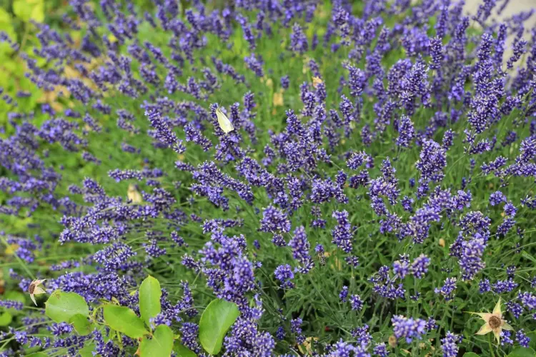 Bienenfreundliche Gartengestaltung mit dem blühenden Halbstrauch und ähnlichen Pflanzenarten