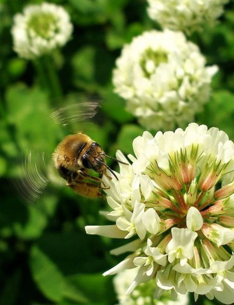Bienenfreundlichen Klee nicht bekämpfen