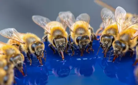 bienentränke im garten selber bauen brauchen bienen wasser (1)