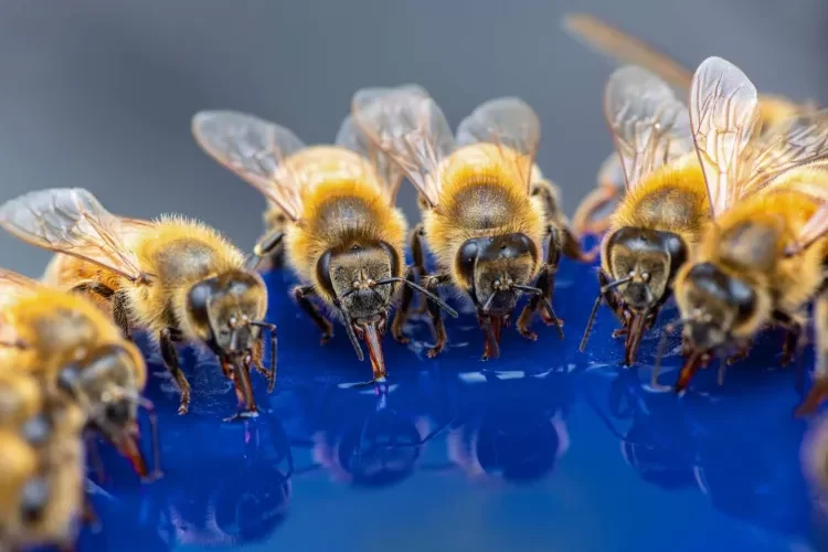 bienentränke im garten selber bauen brauchen bienen wasser (1)