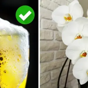 bier im gießwasser für starke orchideen (1)