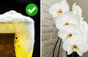 bier im gießwasser für starke orchideen (1)