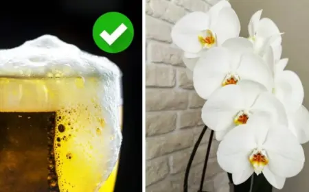 bier im gießwasser für starke orchideen (1)