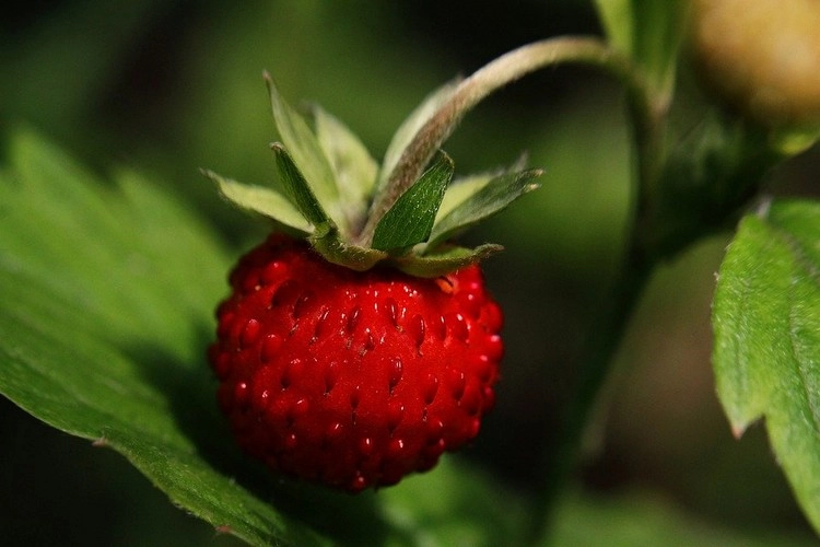 Blattläuse an Erdbeeren können Sie mit präventiven Maßnahmen vermeiden