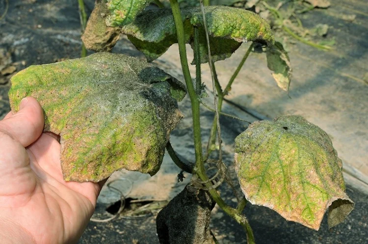 blattläuse wirken auf viele gartenpflanzen vernichtend