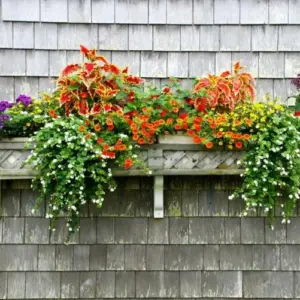 Blumenkasten bepflanzen mit Beispielen für den Sommer - Ideen für Sonne und Schatten