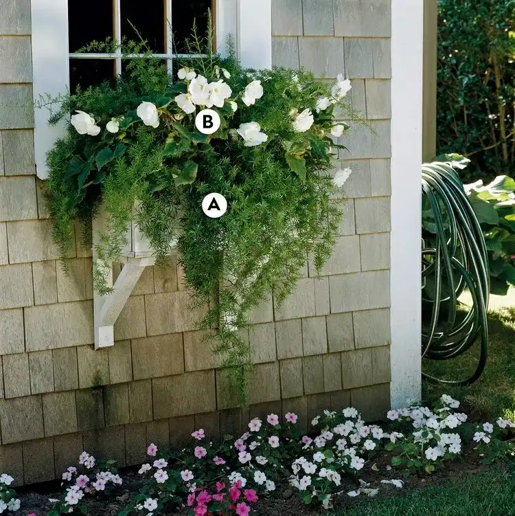 Blumenkasten bepflanzen mit Beispielen für den Sommer - Zierspargel und weiße Begonie für puristisches Duo in Grün und Weiß
