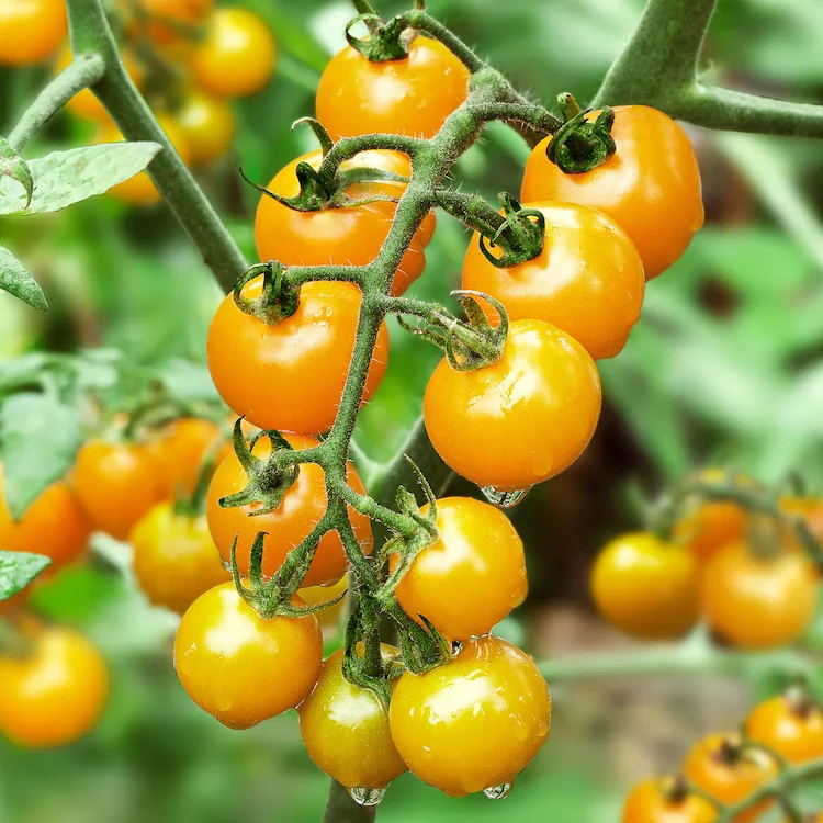cherry tomaten ausgeizen ja oder nein (1)