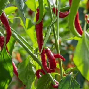 Chili im Garten pflanzen - So machen Sie es richtig