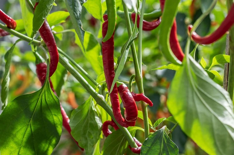 Chili im Garten pflanzen - So machen Sie es richtig