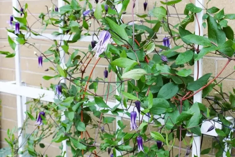 clematis wächst nicht was tun